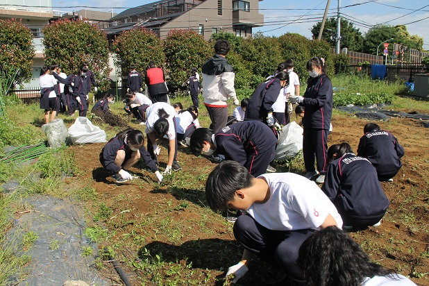 畑　草むしりIMG_1887.JPG